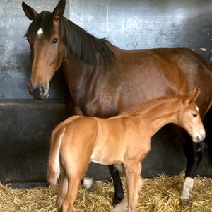 WMA - Latest Website- Carlton Performance Horses (2)